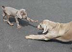 RubyWeimaraner-1-Small