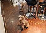 RubyWeimaraner-2-Small