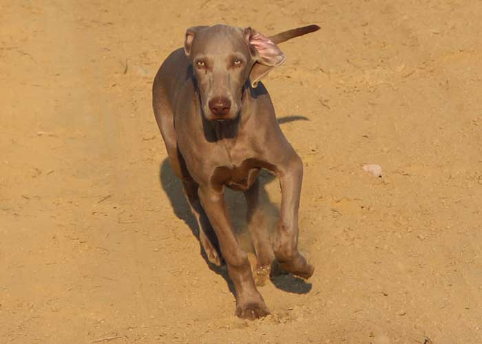 RubyWeimaraner-3-Small