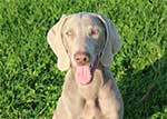 RubyWeimaraner-4-Small
