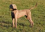 RubyWeimaraner-7-Small