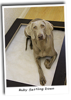 Ruby-Our-Weimaraner-Relaxing