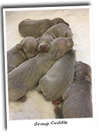 Weimaraner-Puppies-Group-Cuddle