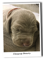 Weimaraner-Sleeping-Beauty