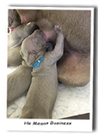 Weimaraner-Puppy-Means-Business