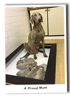 A-Proud-Weimaraner-Mum