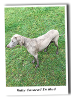 Weimaraner-Covered-In-Mud