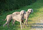 Saphy-Weimaraner-1-Small