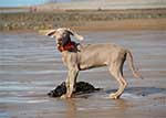 Saphy-Weimaraner-2-Small