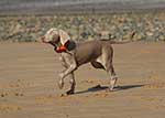 Saphy-Weimaraner-3-Small