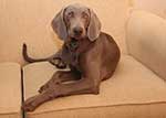 Saphy-Weimaraner-4-Small