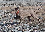 Saphy-Weimaraner-5-Small