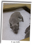 Weimaraner-Puppies-First-Steps