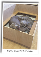 Saphy-Enjoying-Her-Weimaraner-Puppies