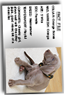 Weimaraner-Puppy-Orange-Bones-Collar