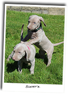 Sapphires-Playing-Weimaraner-Puppies