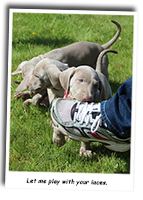 Puppy-Playing-With-Shoe-Laces