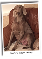 Saphy-Our-Weimaraner-Puppy-Tummy