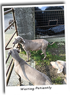 Weimaraners-Waiting-Patiently