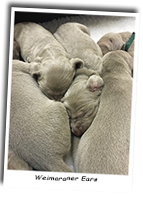 Weimaraner-Ears