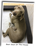 Weimaraner-Enjager-Sapphire-On-Her-Way-To-Meet-Gunalt-Overhear