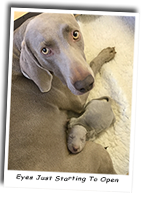 Weimaraner-Enjager-Sapphire-On-Her-Way-To-Meet-Gunalt-Overhear