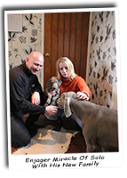 Weimaraner-Enjager-Sapphire-On-Her-Way-To-Meet-Gunalt-Overhear