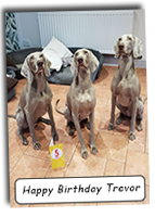 Weimaraner-Trevors-5th-Birthday