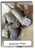 Weimaraner-Puppy-Stripes