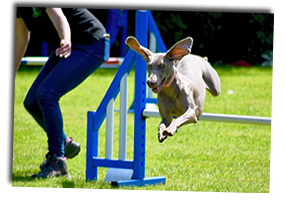 Luna-Agility-Competition