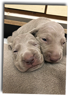 Weimaraner-Puppys-Eyes-Opened