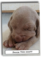 Snoozy-Weimaraner-Pup