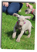 Ambers-Purple-Collar-Puppy