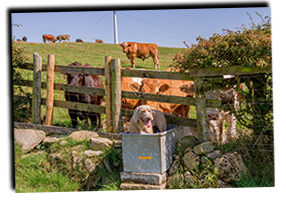 Emmy-Water-Trough