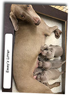 2020-82-Emmys-Weimaraner-Litter