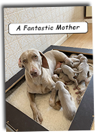 A-Fantastic-Weimaraner-Mother