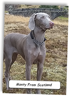 Weimaraner-Monty-From-Scotland