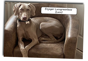 Enjager-Weimaraner-Sitting-Pretty