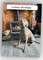 Weimaraner-Luthers-Birthday