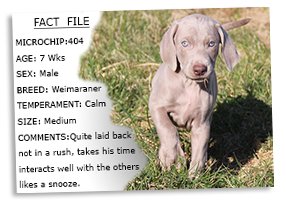 Weimaraner-Puppy-Profile-Microchip-No-404