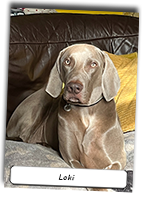 Enjager-Loki-Weimaraner-Posing