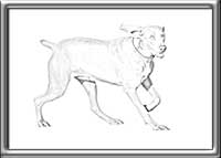 Weimaraner-Drawing-Fern-Running-Image