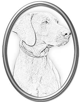 Weimaraner-Drawing-Head-Shoulders-Image