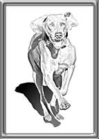 Weimaraner-Drawing-Fern-Running2-Image