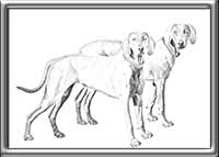 Weimaraner-Drawing-Bracken-Sapphire-Image